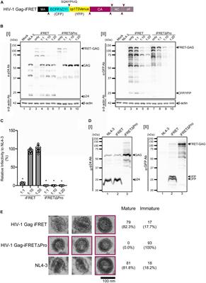 FRET-Based Detection and Quantification of HIV-1 Virion Maturation